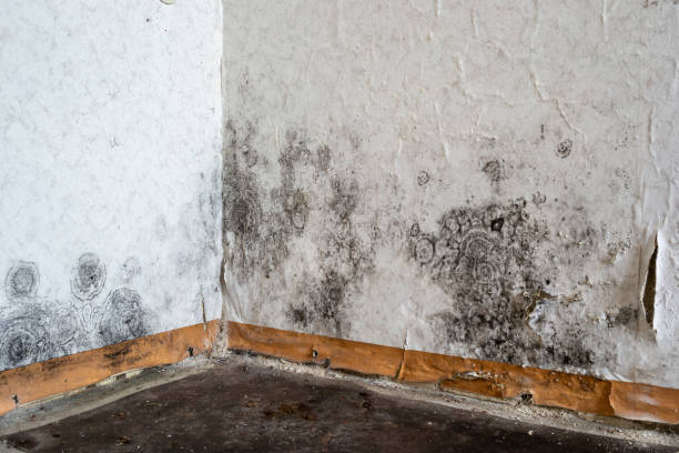 Best Same-Day Mold Removal  in Brookwood, AL